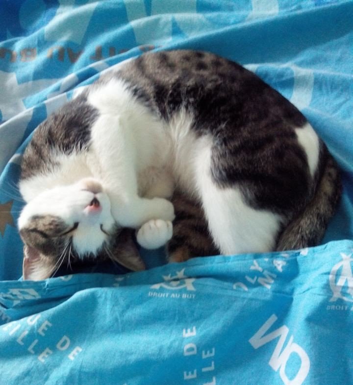 ValoudelOM's tweet photo. @choupetteOL 🌟Belle soirée 🌟 Ma @choupetteOL 💕💙💕De gros 😘😘 à #Maxou 🐱
#MaxouGrizou & Grizou #OMCat ⚪️🔵
#TeamMarieValou 💋💋💋 https://t.co/enseog9Ibq
