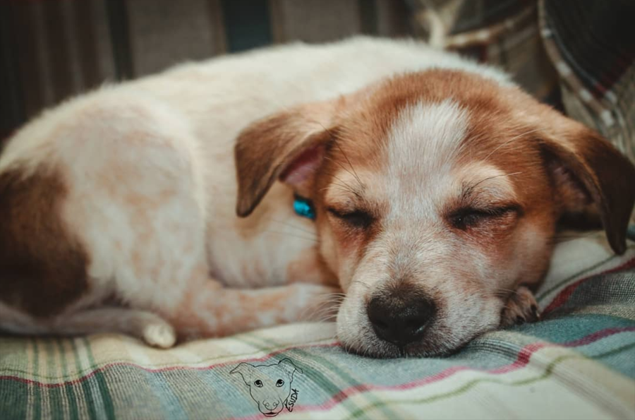 GaliHealth's tweet photo. Thank you so much for sharing your story and entering Esuda into the #GaliPets contest. She is absolutely precious and we’re so happy to hear of all the comfort and happiness she brings you 🙂

#chronicillness #supportpet https://t.co/1ZgbwYfWDX