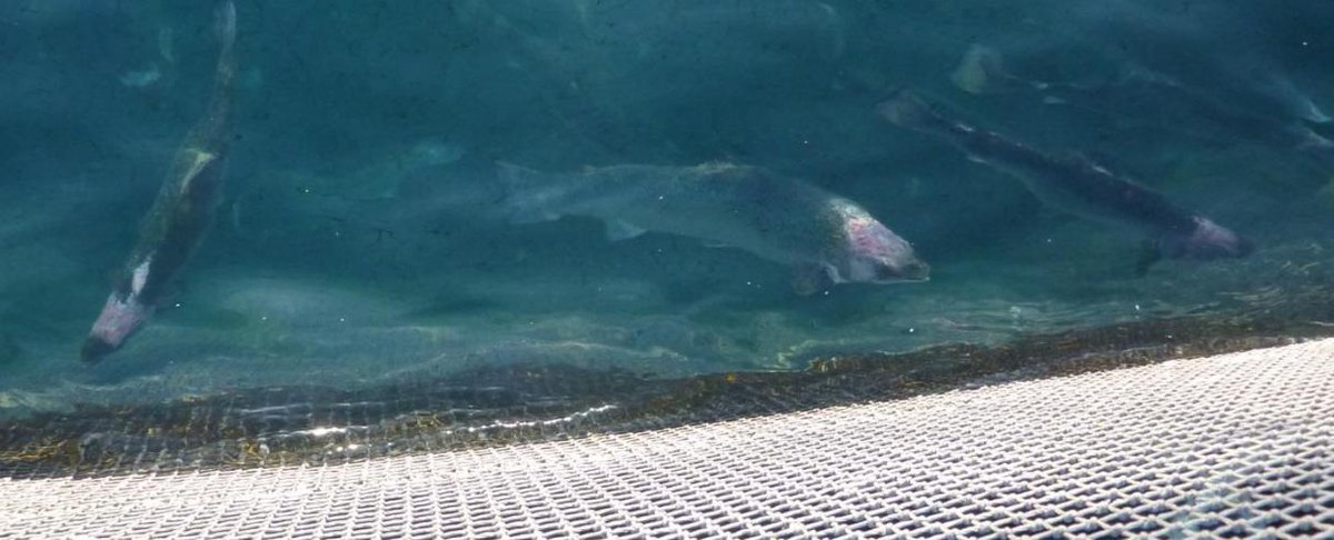 Affectionately known as 'meatheads' in the industry. Farmed salmon having their heads eaten by lice, down to the skull, whilst putting on weight for Christmas. Looking forward to smoked salmon this Christmas? (pic courtesy of <a href="/TheGAAIA/">Don Staniford</a> )