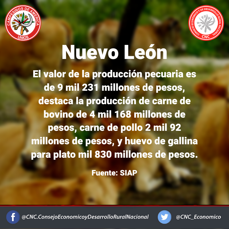 CNC_Economico's tweet photo. De camino a Nuevo León para llevar a cabo la Instalación Consejo Económico y de Desarrollo Rural Estatal, compartimos datos de la producción agropecuaria del estado. #UnidosPorElCampo @CNC_CEN @JaimeAlmonteA @CNC_NuevoLeon @VanguardiaCEN  @accionfemenilc1  @uanje https://t.co/v5jPkNIhDp