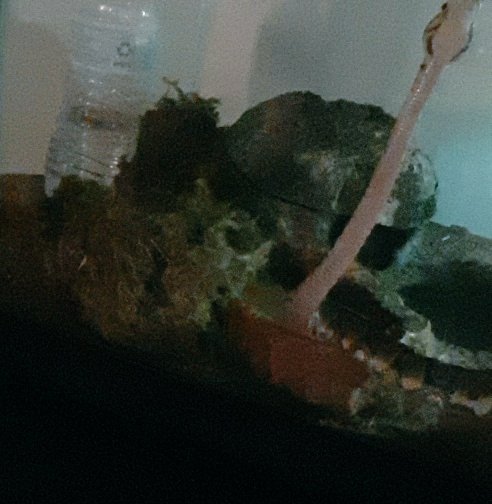 therabbitchu's tweet photo. A little bit of Nimh-berly to start your afternoon. 
He does this every time he wants me to hold him.
Sorry for the weird angle. 
#snake #snek #snakes https://t.co/KIde5snFXA