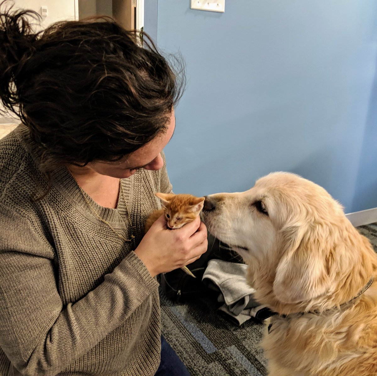 bold_insight's tweet image. Heart. Bursting. 😍😍 We love our #Boldculture! (Not pictured: Emery hiding behind mom initially scared of the kitten)