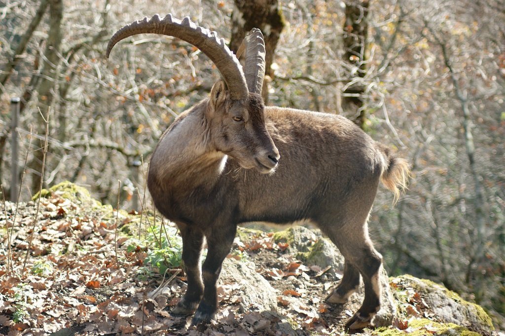 jacapirineos's tweet photo. Un sábado en el Valle de Aspe...
— Refuge Parc'Ours de #Borce: Descubre la cabra montesa (Capra ibex) en Parc Ours. 
— Espace Ludopia de #Accous con sus juegos sensoriales para todas las edades
— Pirenèus en comun en Accous. 
Más info en https://t.co/gSDIbpLBYa https://t.co/Bbj6ZMgnoh