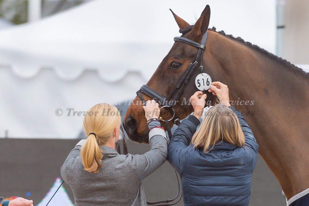 Team <a href="/cantereventing/">Ros Canter</a> get Zenshera ready for the Trot up at Les Etoiles De Pau