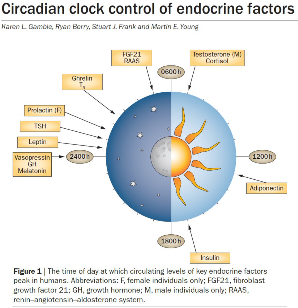 Circadian Rhythm Clock Chart