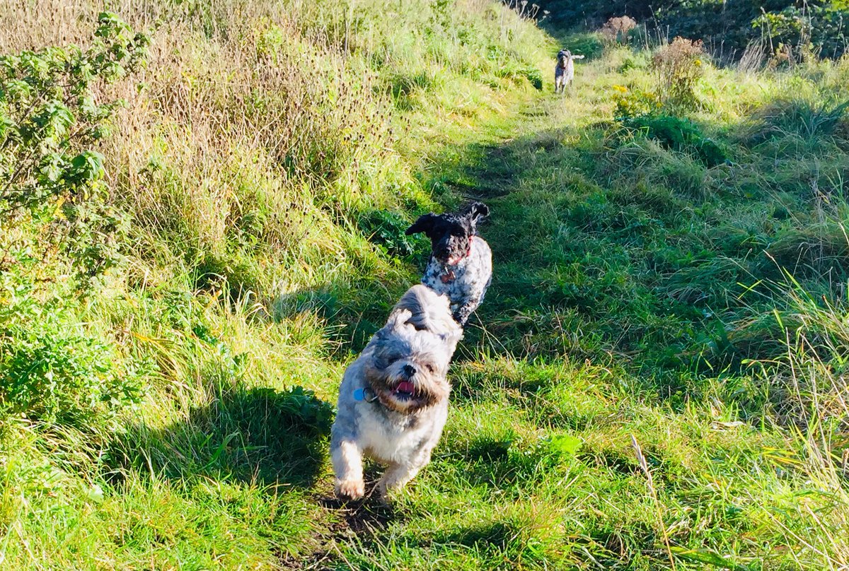Thursday’s Fun in the Sun! 🐾🐾😊☀️

#blackpooldogwalker #dogwalkerblackpool #Thursday #sunshine #lovedogs #fun #walks #cavapoo #cavachon #shitzhu #schnauzer #cockapoo #dogsoftwitter #dogs #happydogs #wooftidoos #wooftidoosdogwalking 

wooftidoos.co.uk
