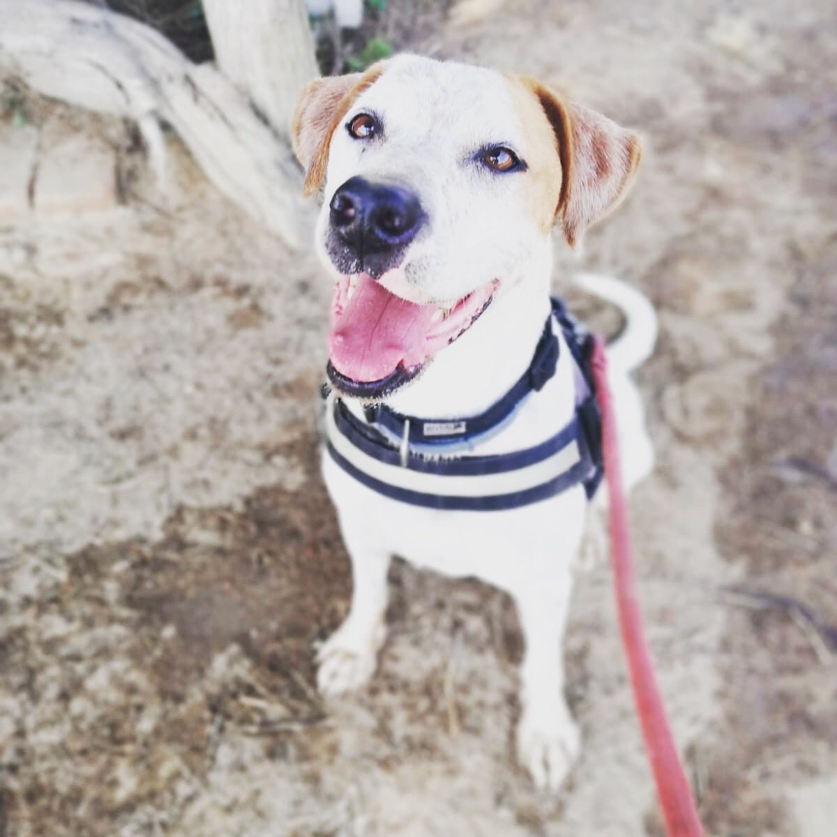 517 días de cierre a nuevo voluntariado. Spot, Dulce, Shark, Yona y tantas y tantas caras que necesitan esos paseos.Sin embargo, hay protectoras que deciden interrumpir la entrada de voluntarios durante 517 días. Todos estos perros, y muchos más están en @protectoramataro.