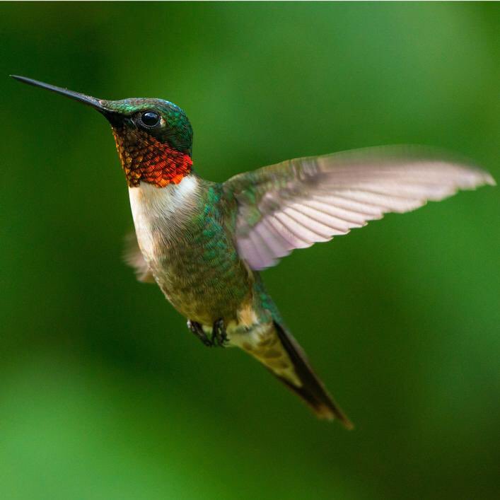 rezabude's tweet photo. Le prophète saws a dit :

« L’âme du croyant est un oiseau qui perche sur les arbres du Paradis jusqu’au jour où Allah la réintégrera dans son corps, au jour de la Résurrection. » 

Mouwatta de l’imam Malik https://t.co/61PjxAhxKi
