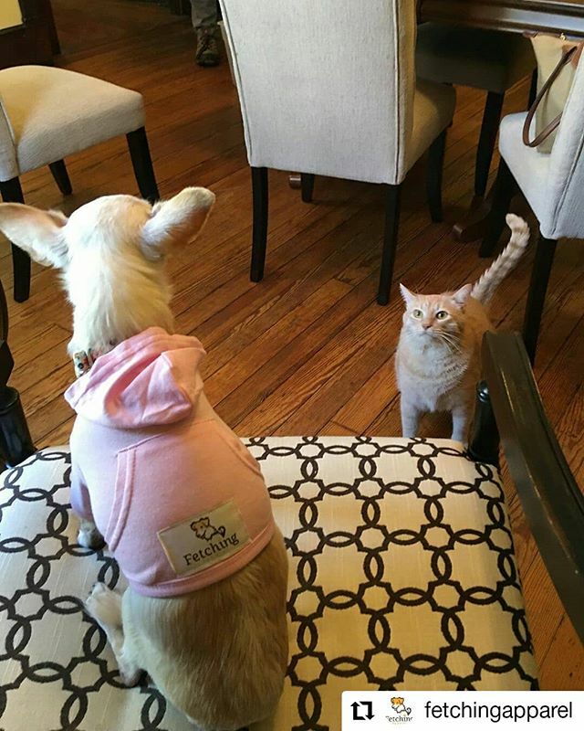 Kcraigoo3's tweet photo. #Repost @fetchingapparel
Abingdon, Virginia
Excuse me, thatโs MY chair!
๐พ
#findthesunnyspot #chihuahuasofinstagram #orangecat #catanddog #meow #doghoodie #petbesties #fetchingapparel #gogetit
#dogsarefamily #catsarefamilytoo https://t.co/N2qTC1b4g2 https://t.co/K0ok1gWqCQ