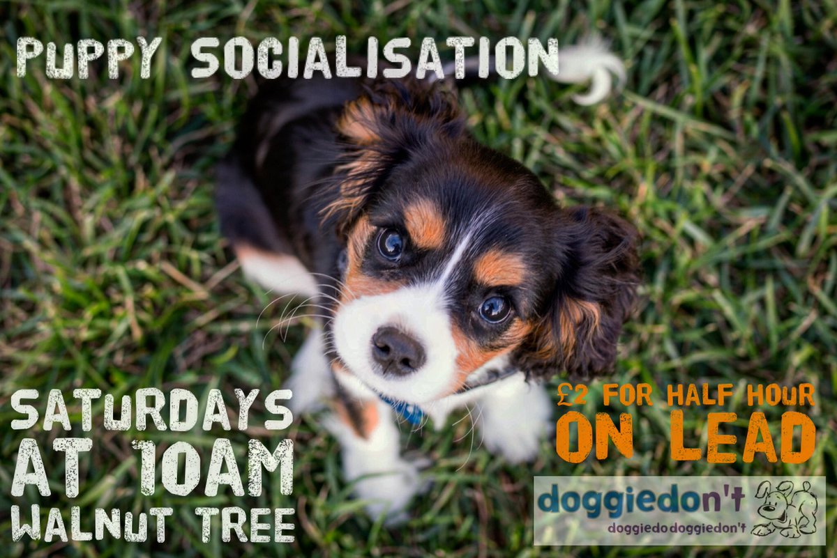 Puppy Socialisation #socialisationgetitright #puppydevelopment #miltonkeynes #northampton #socialise-right