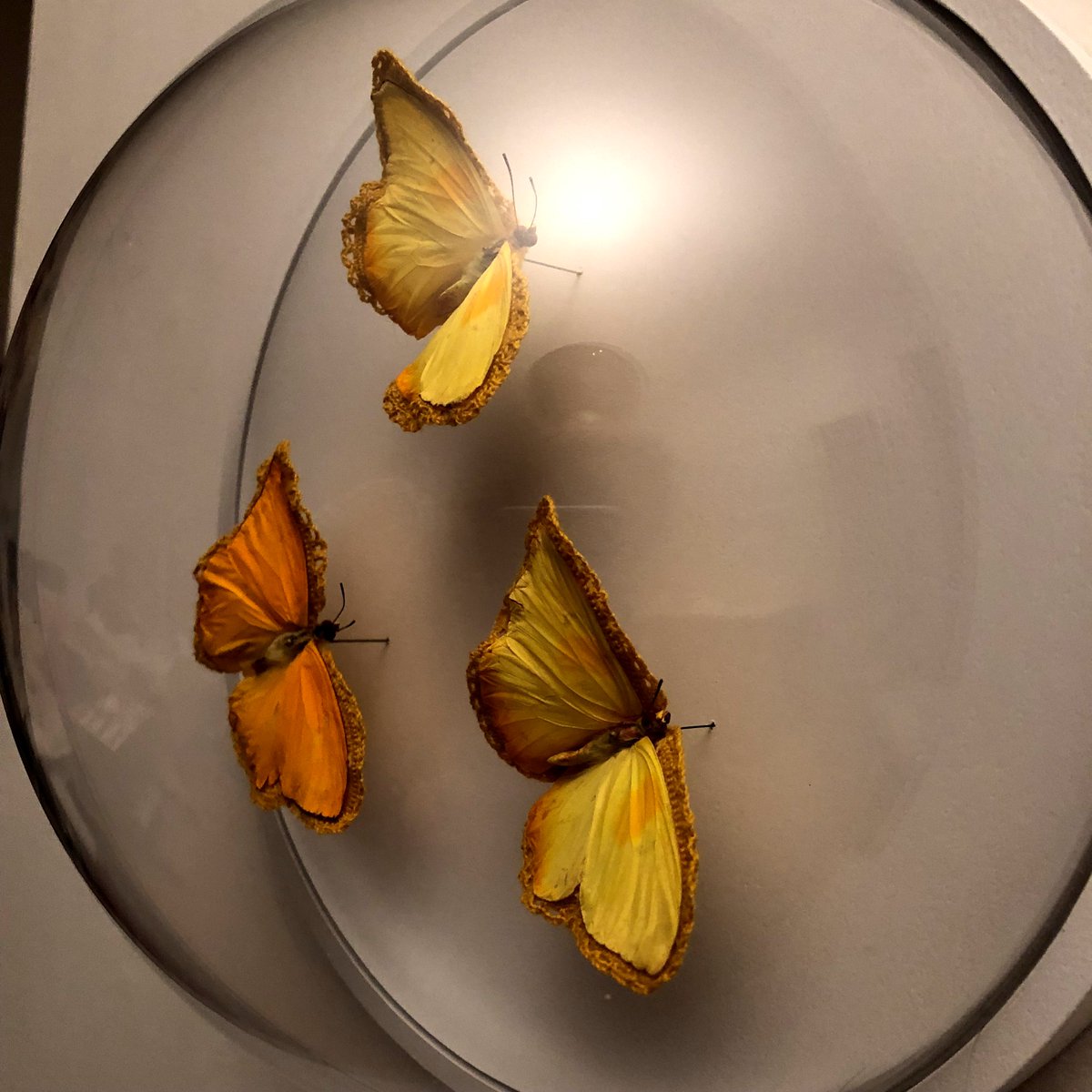 A detail of Esther Traugot's crocheted butterfly pieces, on view at Chandra Cerrito / Art Advisors until November 9. 

#esthertraugot #ccaa #crochet #fiberart #butterfly #oaklandartmurmur #oaklandart