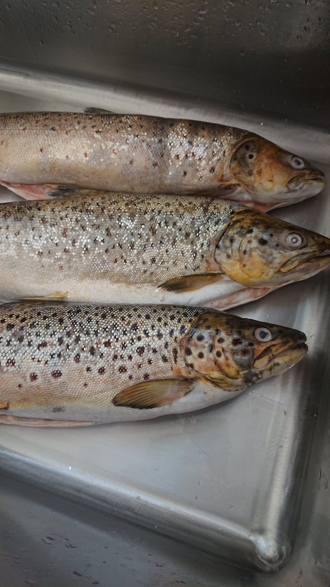 J mulholland (@chefno14) on Twitter photo Wild Irish Dollaghan, past and present Friday <a href="/14Georgian/">No 14 At The Georgian House</a>
#thisisirishfood
#TasteTheIsland Wild Irish Dollaghan, past and present Friday <a href="/14Georgian/">No 14 At The Georgian House</a>
#thisisirishfood
#TasteTheIsland