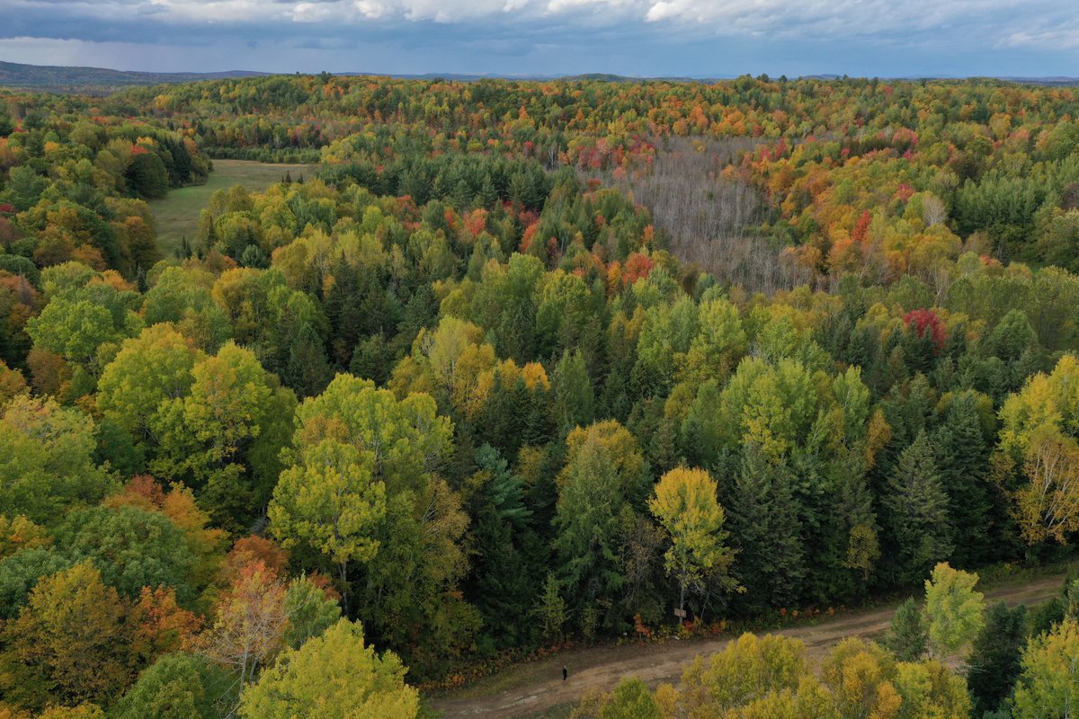 DemoIntl's tweet image. Our 2020 site, irl! In the deep woods of Venosta, Québec. Drone pic courtesy of Tigercat. #DEMO2020 #logging #forestry