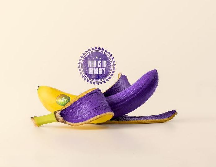 HANnl's tweet image. Om te laten zien dat GMO geen hocus pocus is, ontwikkelde HAN onderzoeker Frans Wilms samen met studenten een paarse plant. Komt het zien tijdens het InScience festival in Nijmegen. bit.ly/2Je8qBa 
#GMO #onderzoek #InScience