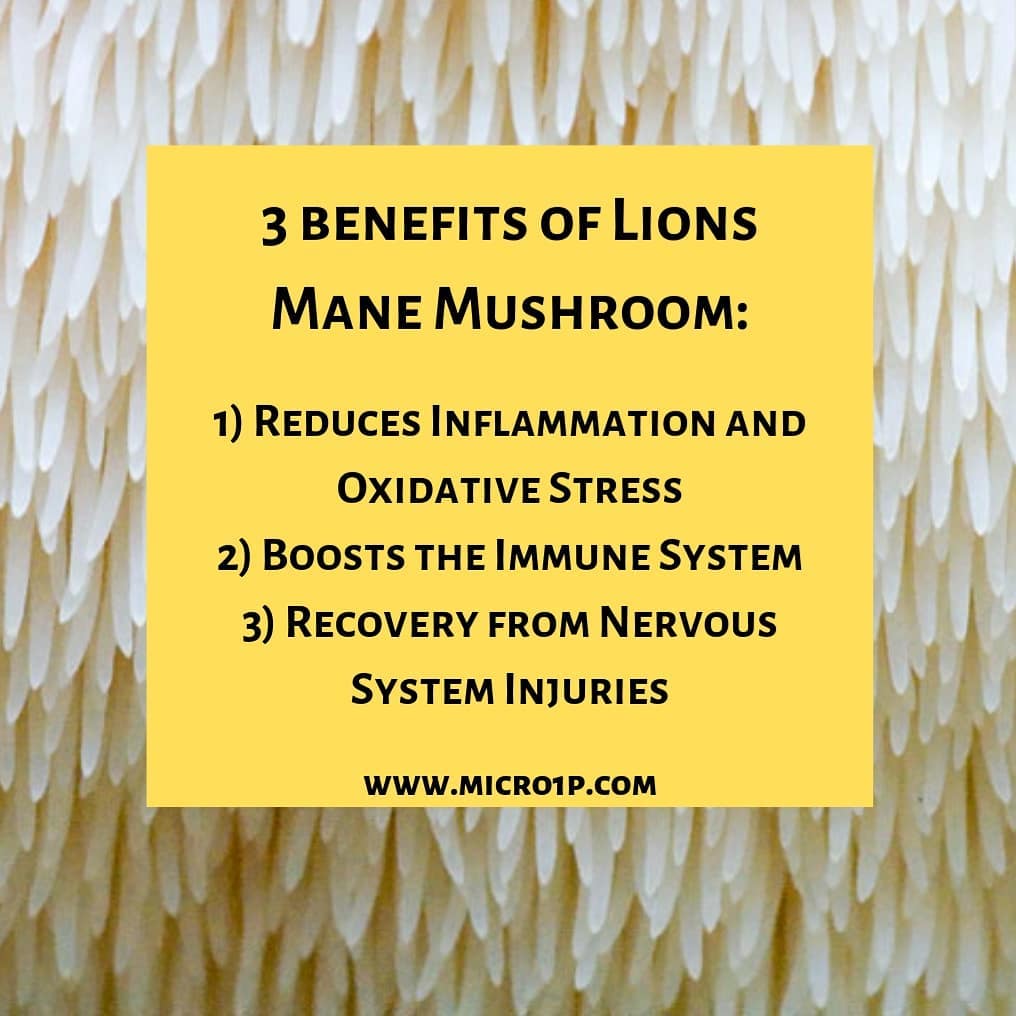 Just a few simple benefits of microdosing #lionsmanemushrooms for you 😊 micro1p.com 💜

#mushroomsociety #mushrooms #microdosingmushrooms #shroom #medicine #psychedelicfacts #psychedelics