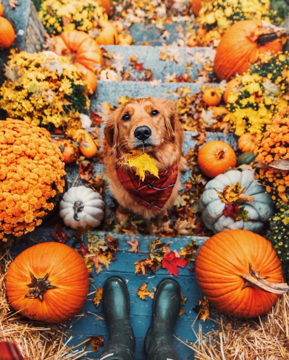 Zoella's tweet photo. That's it, shows over, @KJP has officially won autumn! Head over to his account to find orange leaves, pumpkins, cosy socks and of course Bennie the retriever. *Books flights to New England Instantly* https://t.co/xB92VLOqQ7