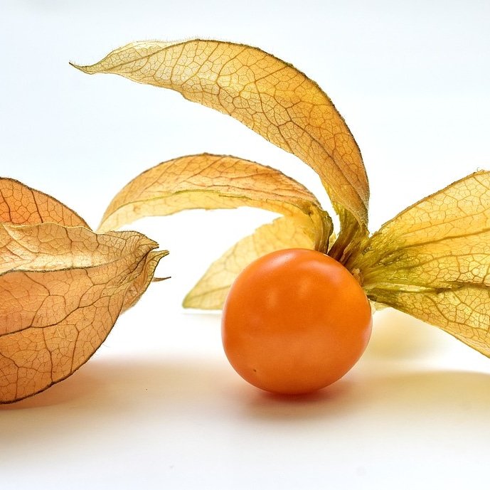 CyNutri's tweet photo. #physalis #fruit #health #nutrition #carotenoids #cryptoxanthin #iron #calcium #paphos #cyprus https://t.co/eTLzqjjzZE