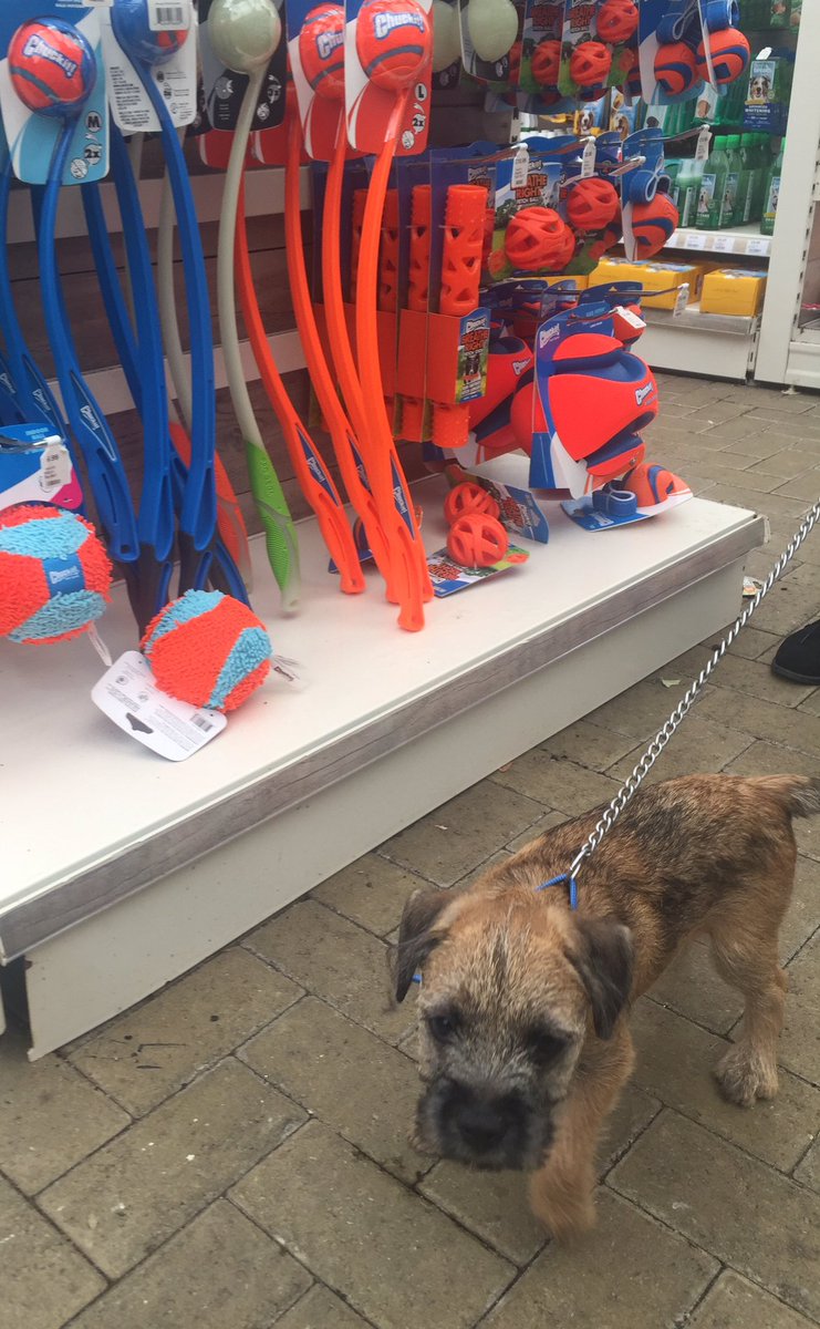 Charlie’s first day out. A bus trip into town then a visit to Dobbies garden centre 😁