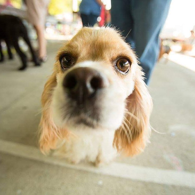 LVCRelay4Life's tweet image. 3️⃣ more days until Bark! Make sure you're registering or donating online at relayforlife.org/barklvcpa! 
.
.
#LVCBarkForLife #AmericanCancerSociety #acs