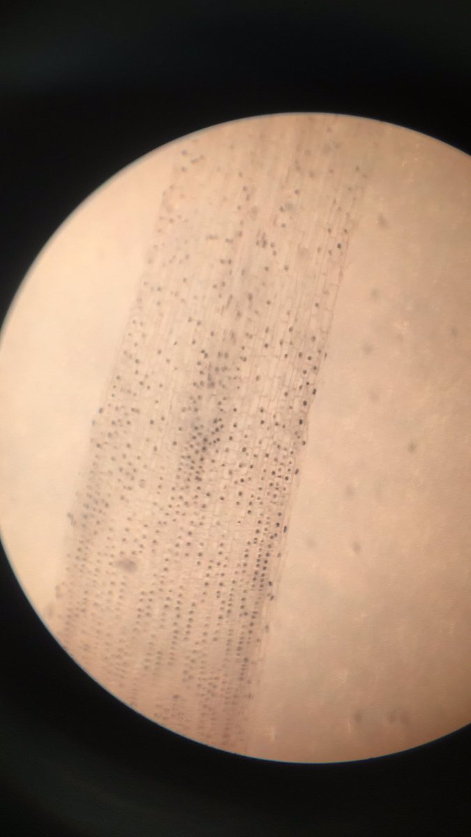 ashleymariewall's tweet photo. We are looking at different cell phases today in lab! @MMCBiology #plantCell #mmc #extra https://t.co/79eCDpYoeZ
