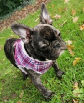 🆘WILMA #STOLEN IN #BURGLARY #ScanMe 
Brindle /White chest French Bulldog #PUPPY Female  
#StoneyStanton #Leicester #Leicestershire #LE9
doglost.co.uk/dog-blog.php?d…