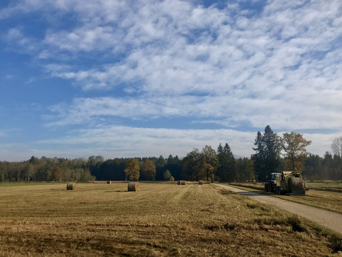 fuxmux's tweet photo. Naturschutzwiesen ernten — mehr Arbeit als es auf diesem Foto aussieht: Schnittgut muss aus den nassen und verwinkelten Flächen rausgefahren und auf trockeneren Stellen wieder verteilt werden. Weil mit schwerem Gerät ginge dort nichts. https://t.co/ZtK1JStCXC