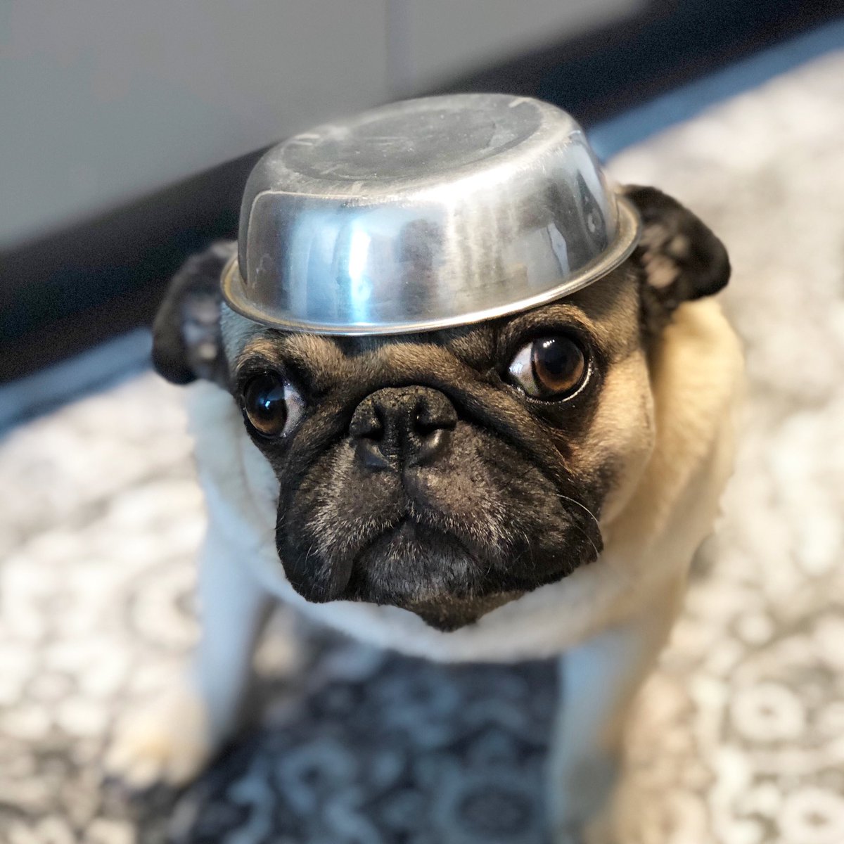 pugmomaf's tweet photo. Tin man goals 😂👌🏼 #LookAtHerNow #puglife # https://t.co/t2zDCtUXJs