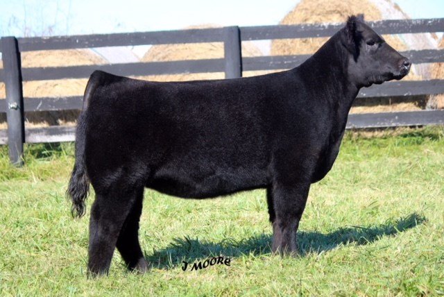 LautnerFarms's tweet photo. Monday, October 28, 2019 - Showcase Cattle &amp; Friends Prospect Heifers, Steers &amp; Bred Heifers - OH

https://t.co/9jzYnIwwcz https://t.co/pB9uHrf3RT