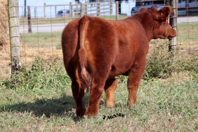 LautnerFarms's tweet photo. Monday, October 28, 2019 - Showcase Cattle &amp; Friends Prospect Heifers, Steers &amp; Bred Heifers - OH

https://t.co/9jzYnIwwcz https://t.co/pB9uHrf3RT