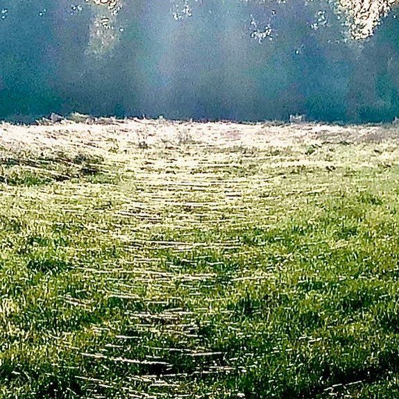 Halloween must be coming - spider webs blanket the fields @ Oastbrook 👻 🎃 🕷 🕸 ⠀
⠀
#happyhalloween #worldwideweb #hastings #Ticehurst #hawkhurstgang #Sevenoakslifestyle #tunbridgewellsbeauty #Mayfield #mayfairlife #pallmallfinewine #shoreditchvibe… ift.tt/2Wa3oLq