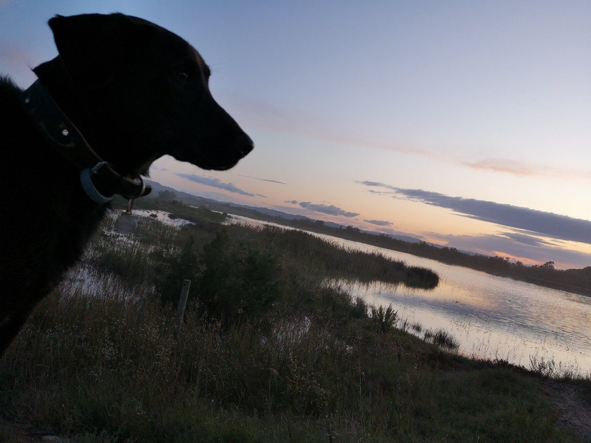 🐾Kleiner Abendgruß aus dem #Naturschutz - Gebiet Torroella de Montgri / #Spanien. 🐾