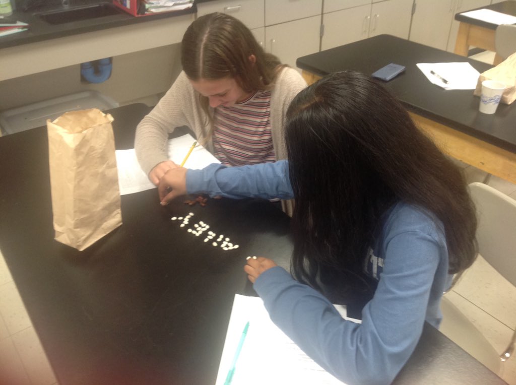 Students are becoming ecologists. Simulating the "mark and recapture " method of determining a population size.