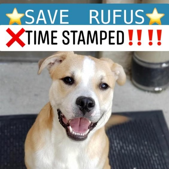 💥URGENT💥
⚠️1 yr. old RUFUS needs our help⚠️
He’s been placed on the EUTH LIST for 10/27 
He needs a foster/adopter by 7pm that day or he will be killed!💉🛑
Who knew a swollen lymph node on his neck is a DEATH PENALTY?🥺
#PLEDGE #RESCUE #RT 
dogadoptions.franklincountyohio.gov/rescue-dogs/do…
COLUMBUS, OH