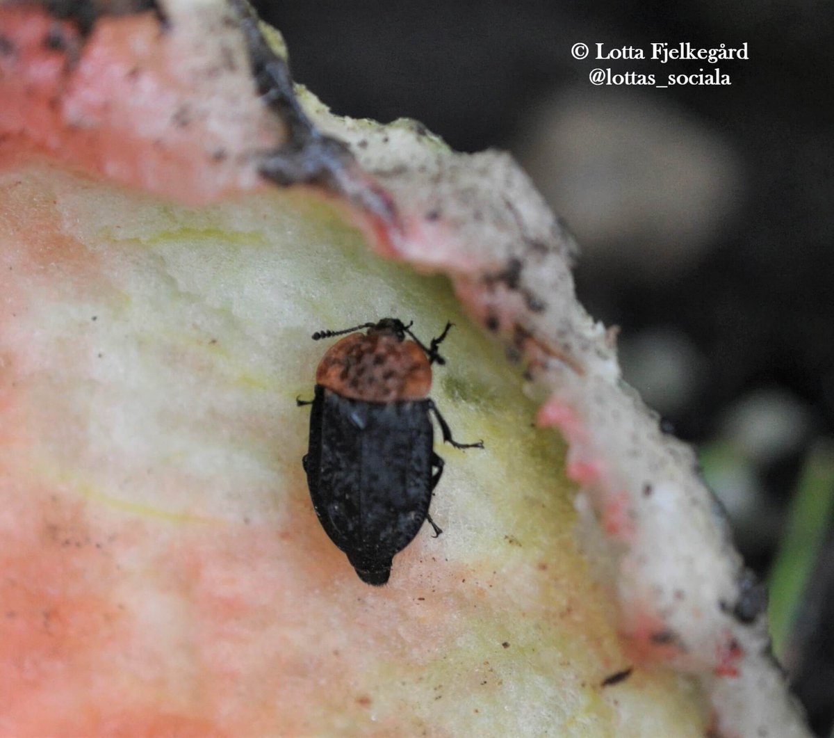 A Red-breasted Carrion Beetle on a watermelon