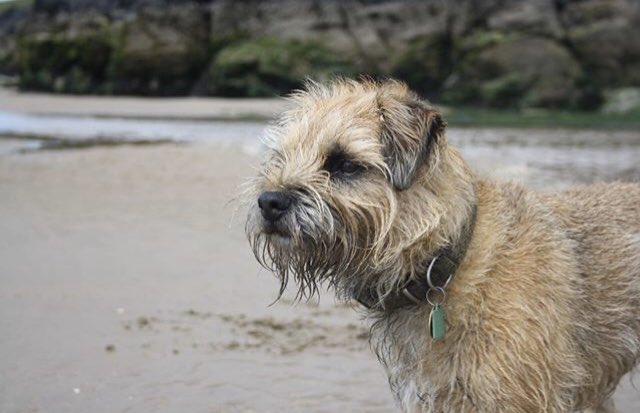 jack_border's tweet image. I wemember when I went to da beach and I lost my ball :(