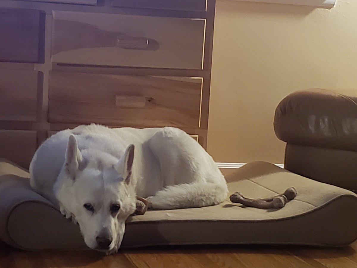 I'm haps moms n dads gives furniture to mez #rescuedog