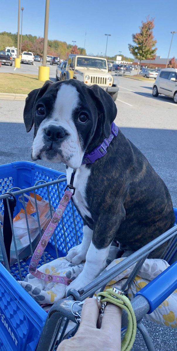 First time to PetSmart! My girl gotta a new big girl collar and leash (not pictured). 
#bromocrew #sismo #boxerworld #DarlaJaneCS #dogsoftwitter #boxersarefamily #14weeksold