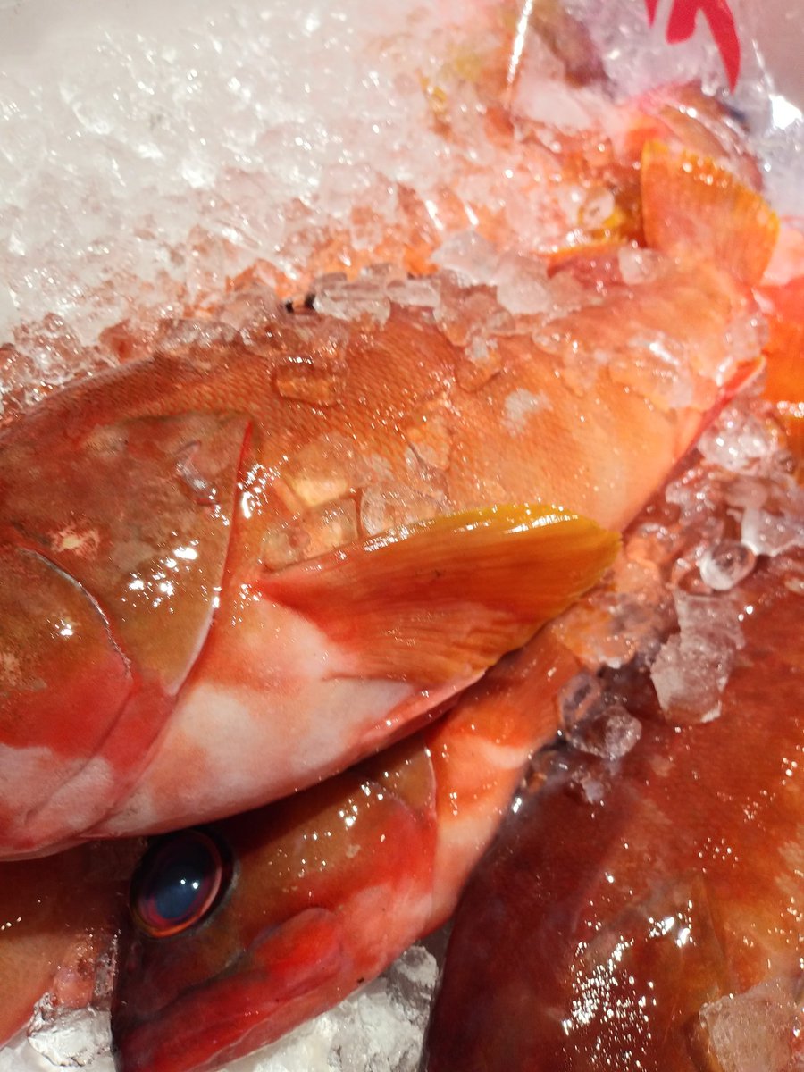 魚智水産 熊本県から アカハタ 見たまんま赤い色ww 煮付けが最高です