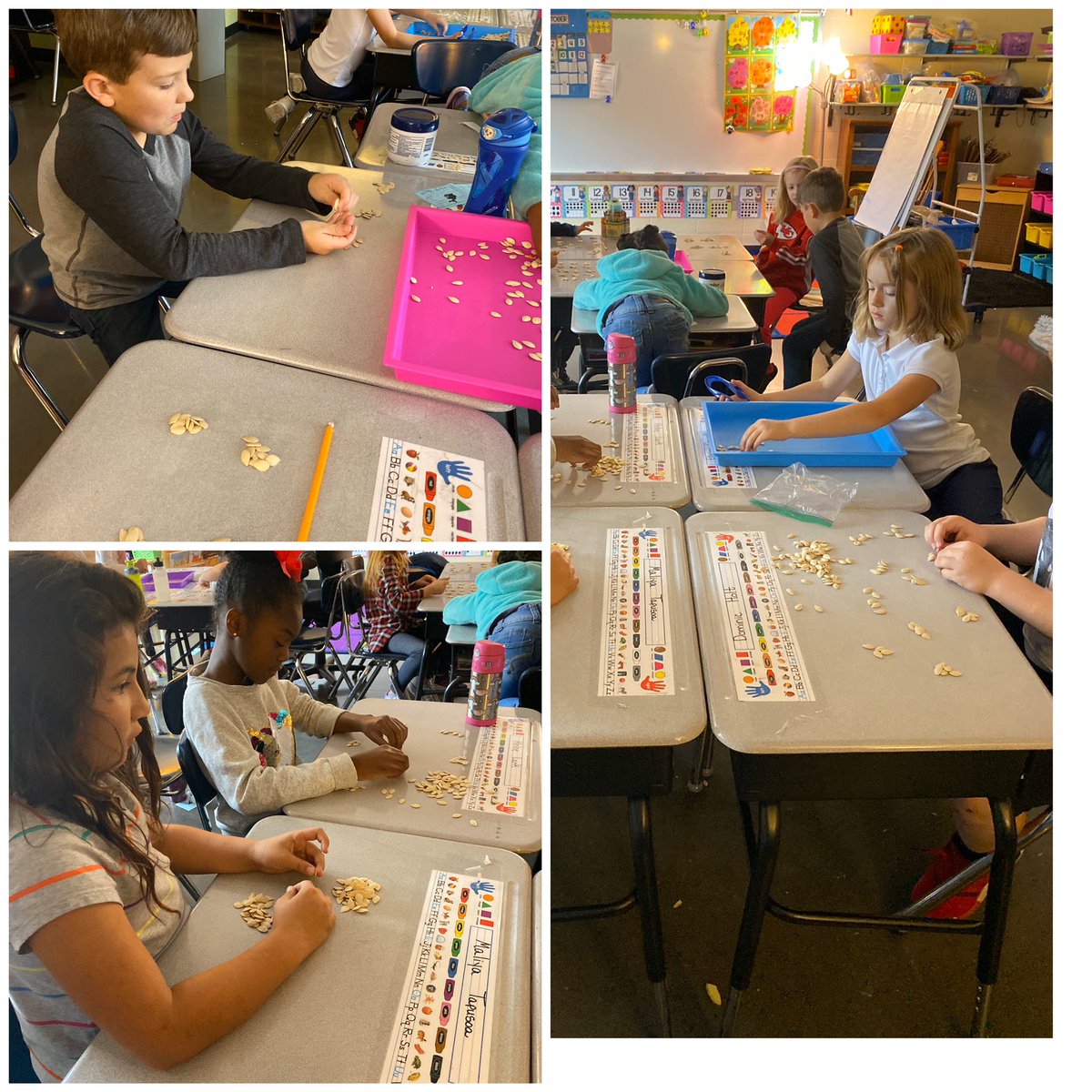 mrstravis18's tweet photo. Skip counting our pumpkin seeds. The goal was to divide the seeds equally amongst your table. Each table had different strategies. Counting by twos, tens, and even twenty. #pumpkinweek #isd2nd #isdstrong #sharks4life @LBSharks https://t.co/DaDsmjTtYP