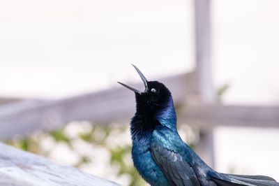 SorabGhaswalla's tweet image. Podcasting is not for all. It's a one-way communication medium. We live in an age where personalization is often stressed on. A podcast is not that. At best, it's glorified audio file sharing. Read #AllAboutContent #cotent #podcasts 
allaboutcontent.substack.com/p/podcast-as-c…