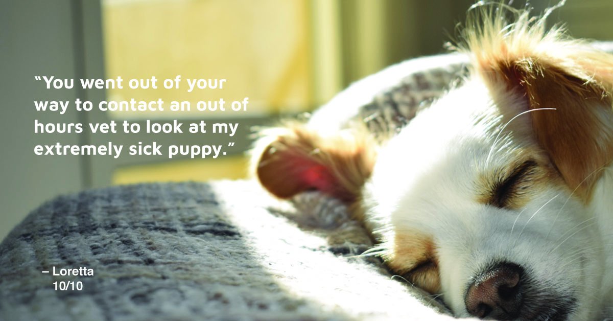 With an extremely sick puppy and no vet open in hindsight, "You went out of your way to contact an out of hours vet." Connect with our vets in minutes like Loretta did. 🐕