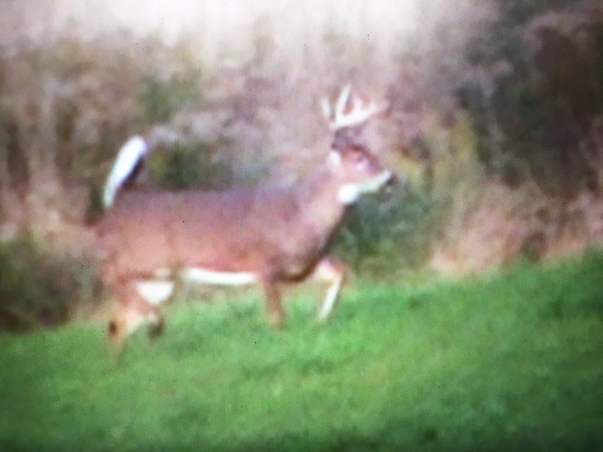 DeerHunterFan's tweet photo. Saw this guy on the move this morning. #deerhunting #deerhunterfan #bowhunting #archeryhunting https://t.co/YzFnD9NjtR
