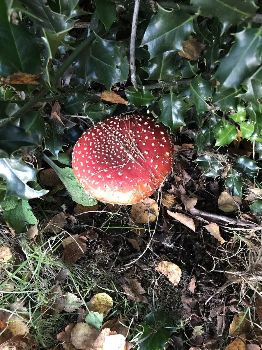 Found this in my garden , any ideas what it is called