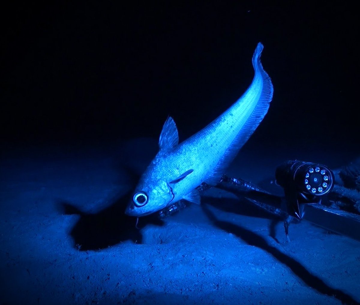Lizzy_Myers_'s tweet photo. First paper from my PhD thesis in 
@AnimalEcology on ecomorphological trends in deep-sea fishes using museum specimens from @Te_Papa and 
@aucklandmuseum https://t.co/9LmufTTwuf @MasseyUni #teamfish https://t.co/TBVMJAuSsr