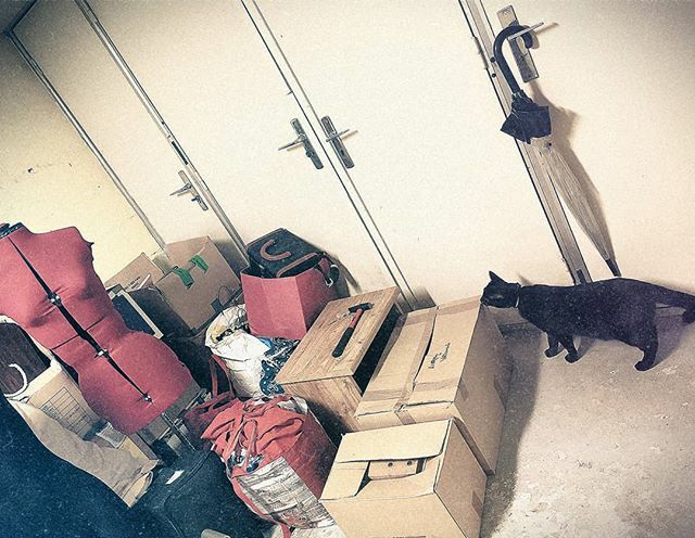 Wanderer7D's tweet photo. La découverte de son nouveau royaume.
Discovering his new kingdom

#blackcat #catinboxes #curiouscat #chatnoir #chatavecunpetitbidon https://t.co/r5GAFbRI3y https://t.co/bazunoRrTk