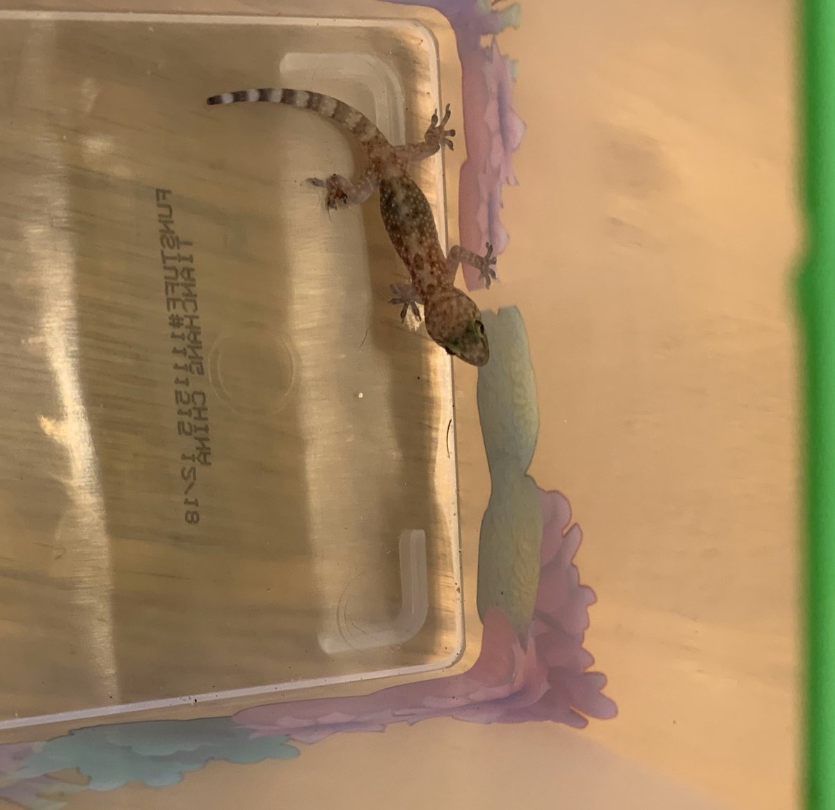 Michael Vorick tweet media