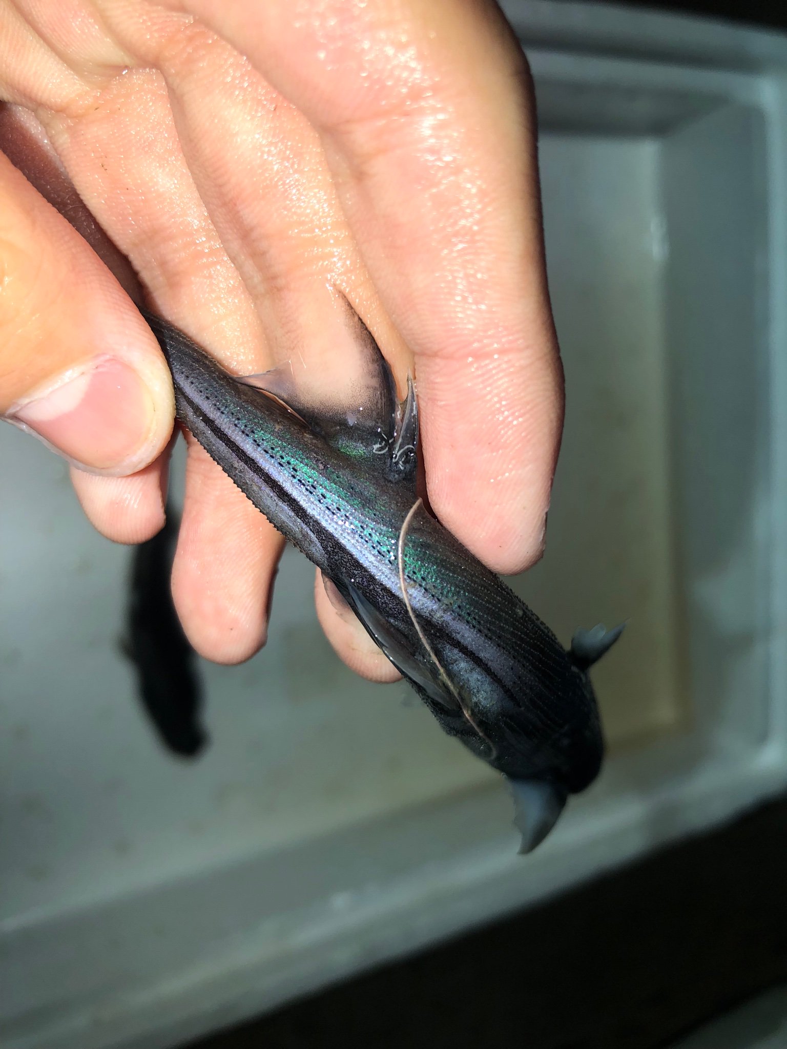 Sorari 新鮮なヒレタカフジクジラはこんなにも美しい魚です 死後時間が経ってしまうと黒く変色してしまうので この色が見られるのも死後数時間です 残念ながら活かす事が出来ませんでしたが これ程美しいサメだと再認識する事が出来ました