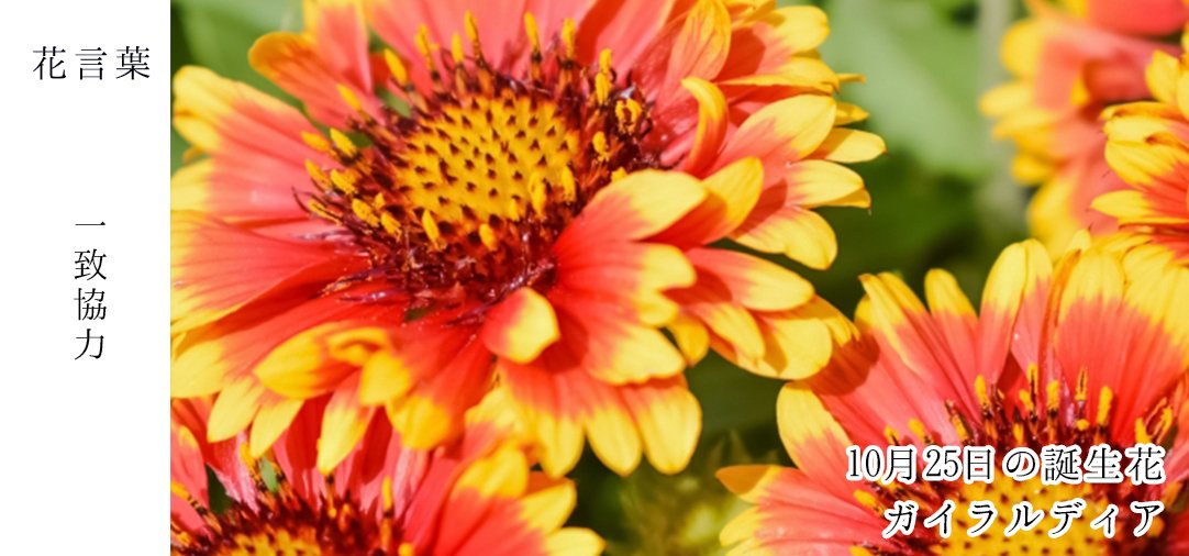 花キューピット I879 Com 公式 アイドルマスターシャイニーカラーズ アルストロメリア 10月25日の誕生花 ガイラルディア お誕生日おめでとうございます 花言葉 は 一致協力 花びらの色がユニークで 花壇に映える あなたはこんな人 洞察
