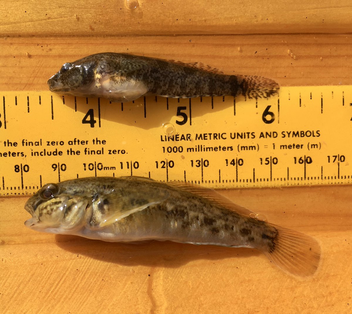 Lake St Clair Fish Species Chart