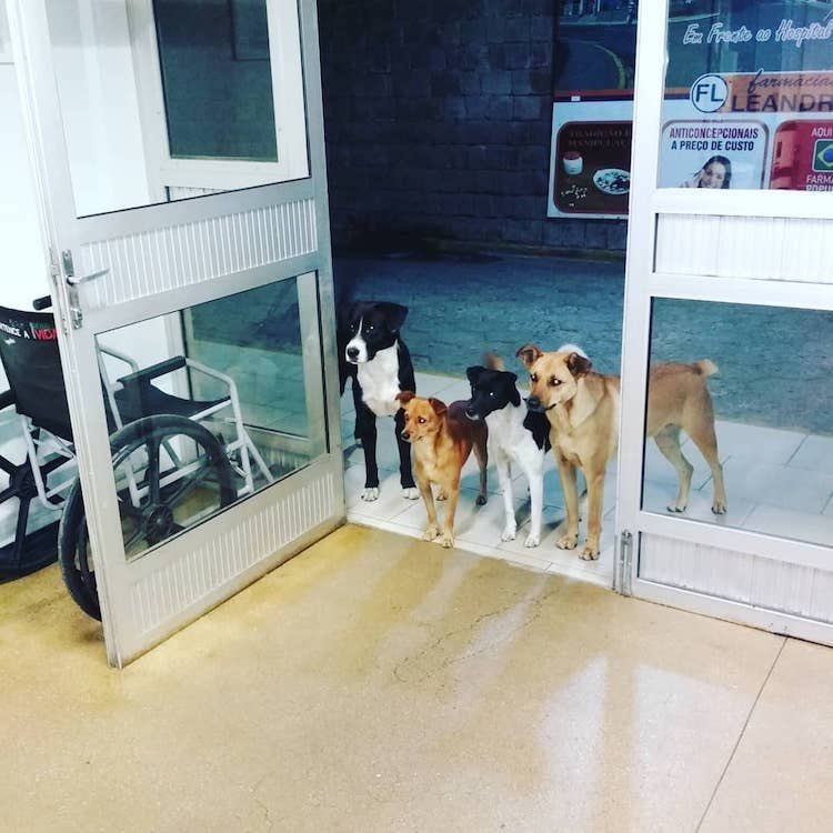 남부 브라질에서 자신의 음식을 종종 떠돌이 개들에게 나눠줬던 한 노숙자가 응급실에 갔더니 응급실 문 밖에서 개들이 이렇게 있었다고.
다행히 그노숙자는 무사 귀가 함

mymodernmet.com/dogs-wait-for-…